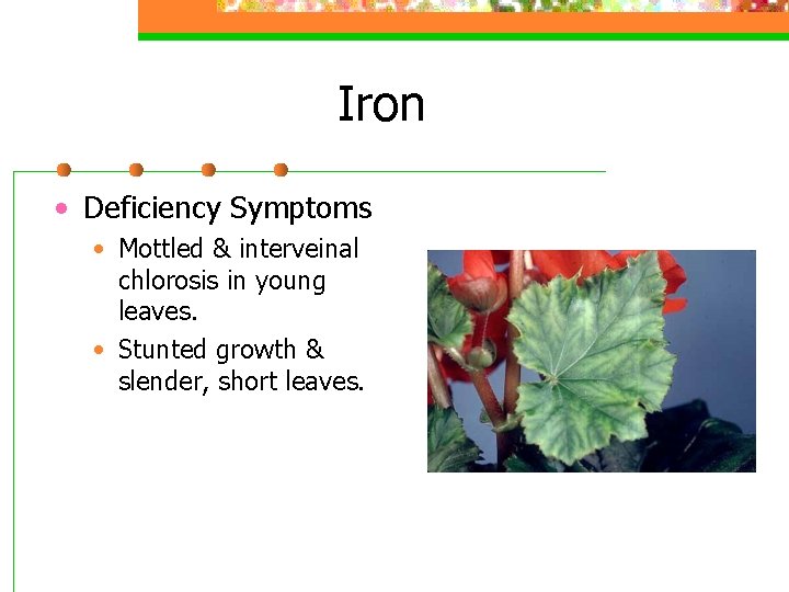 Iron • Deficiency Symptoms • Mottled & interveinal chlorosis in young leaves. • Stunted