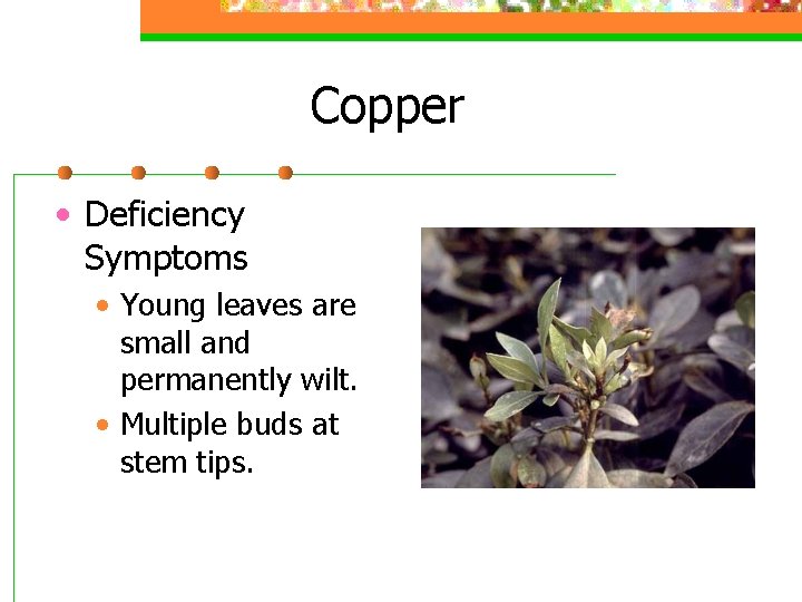 Copper • Deficiency Symptoms • Young leaves are small and permanently wilt. • Multiple