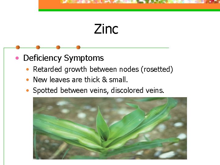 Zinc • Deficiency Symptoms • Retarded growth between nodes (rosetted) • New leaves are