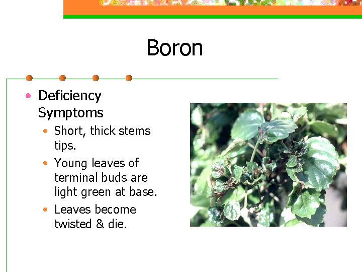 Boron • Deficiency Symptoms • Short, thick stems tips. • Young leaves of terminal