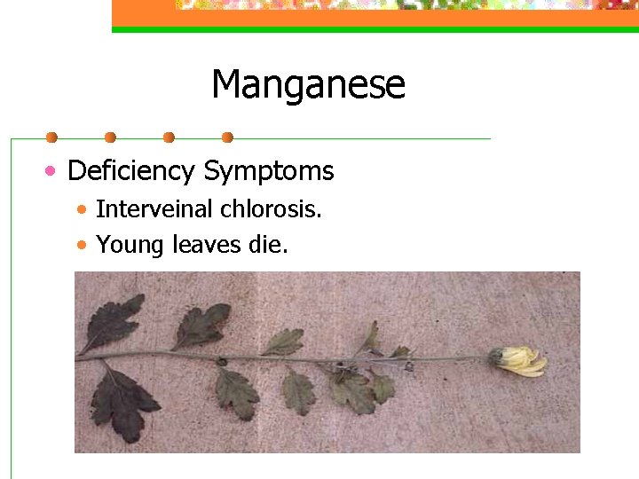 Manganese • Deficiency Symptoms • Interveinal chlorosis. • Young leaves die. 