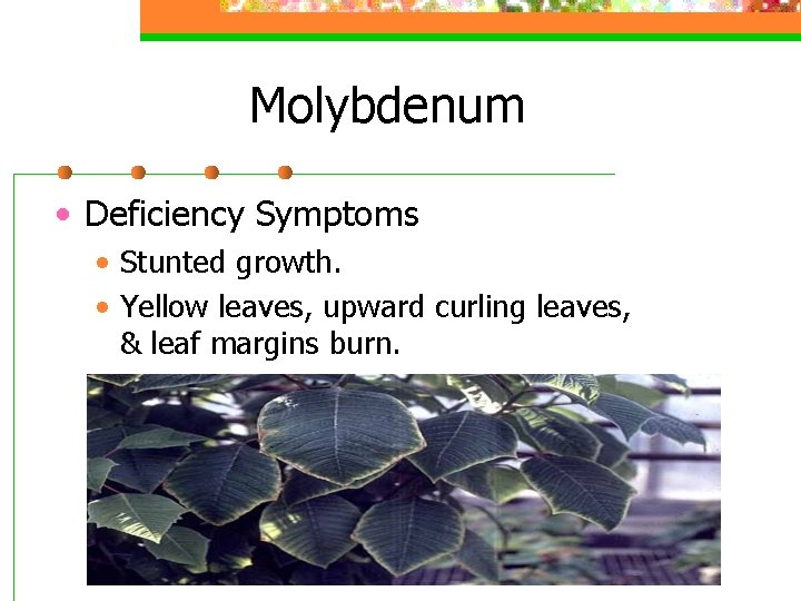 Molybdenum • Deficiency Symptoms • Stunted growth. • Yellow leaves, upward curling leaves, &