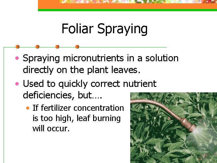 Foliar Spraying • Spraying micronutrients in a solution directly on the plant leaves. •