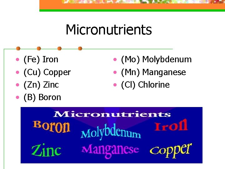 Micronutrients • • (Fe) Iron (Cu) Copper (Zn) Zinc (B) Boron • (Mo) Molybdenum