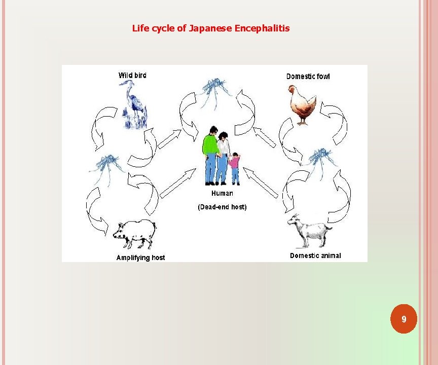 Life cycle of Japanese Encephalitis 9 