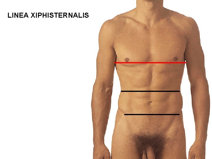LINEA XIPHISTERNALIS 