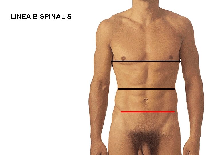 LINEA BISPINALIS 