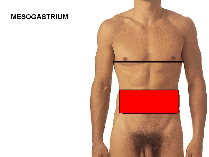 MESOGASTRIUM 