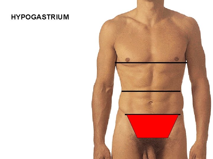HYPOGASTRIUM 