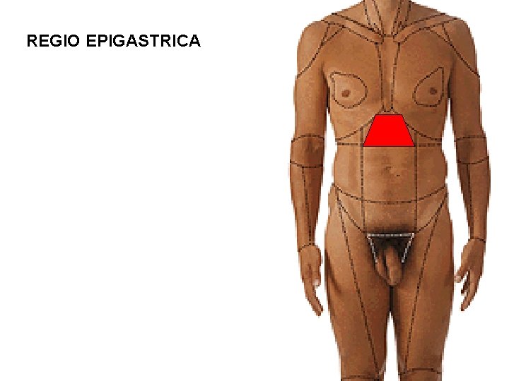 REGIO EPIGASTRICA 