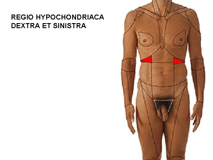 REGIO HYPOCHONDRIACA DEXTRA ET SINISTRA 