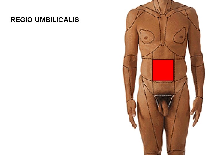 REGIO UMBILICALIS 