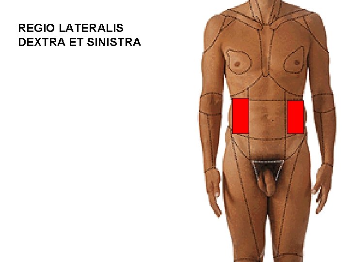 REGIO LATERALIS DEXTRA ET SINISTRA 
