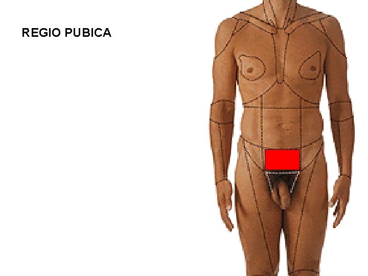 REGIO PUBICA 