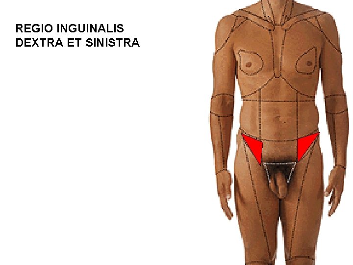 REGIO INGUINALIS DEXTRA ET SINISTRA 
