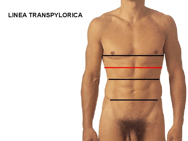 LINEA TRANSPYLORICA 