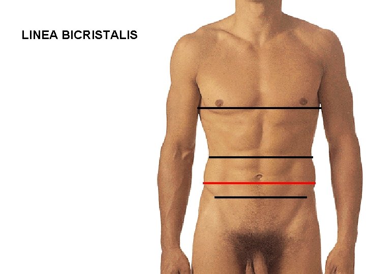 LINEA BICRISTALIS 