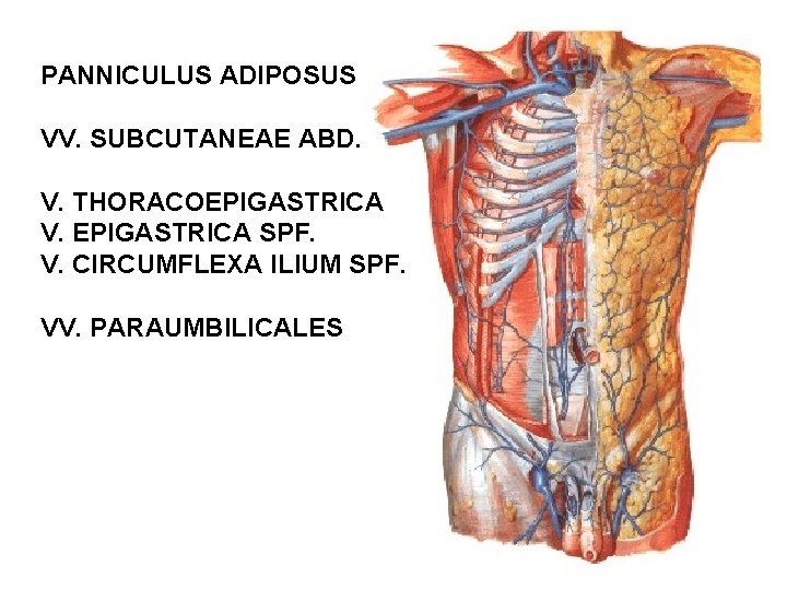 PANNICULUS ADIPOSUS VV. SUBCUTANEAE ABD. V. THORACOEPIGASTRICA V. EPIGASTRICA SPF. V. CIRCUMFLEXA ILIUM SPF.