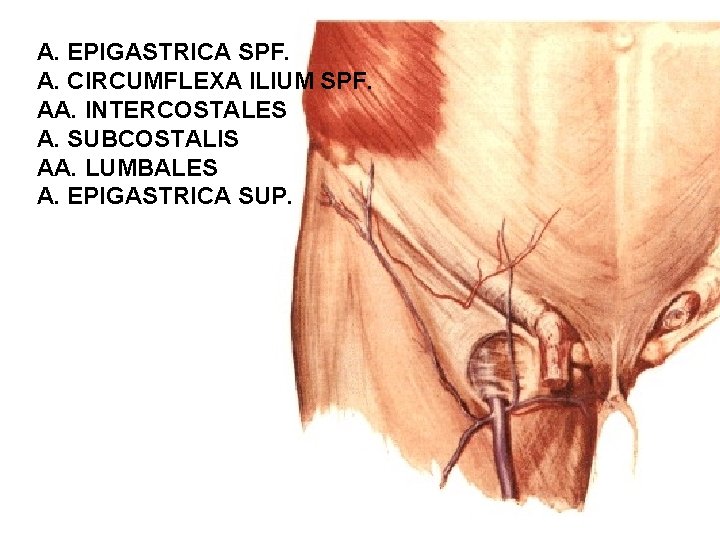 A. EPIGASTRICA SPF. A. CIRCUMFLEXA ILIUM SPF. AA. INTERCOSTALES A. SUBCOSTALIS AA. LUMBALES A.