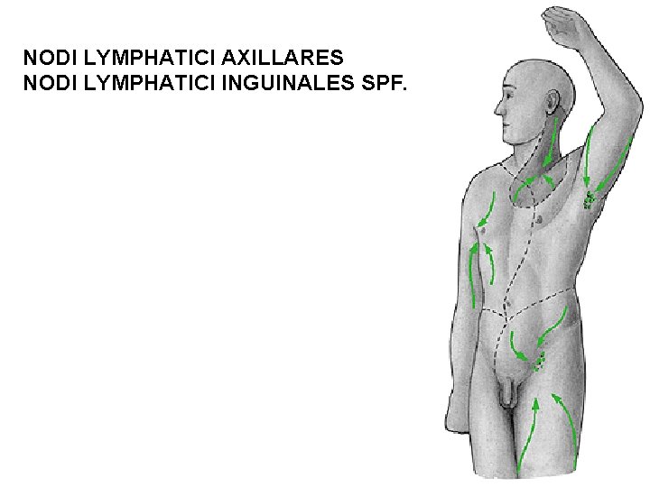 NODI LYMPHATICI AXILLARES NODI LYMPHATICI INGUINALES SPF. 
