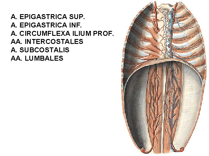 A. EPIGASTRICA SUP. A. EPIGASTRICA INF. A. CIRCUMFLEXA ILIUM PROF. AA. INTERCOSTALES A. SUBCOSTALIS