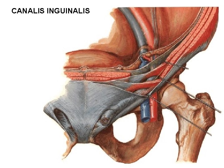 CANALIS INGUINALIS 