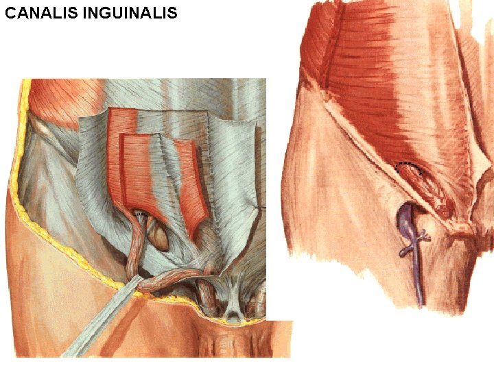 CANALIS INGUINALIS 