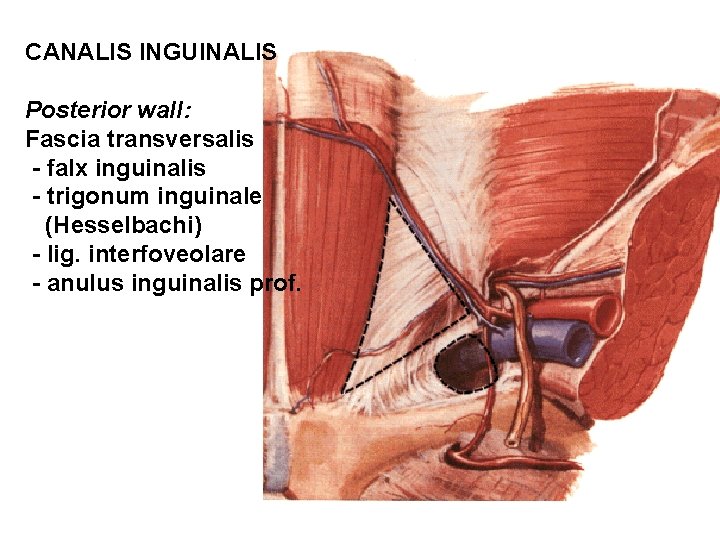 CANALIS INGUINALIS Posterior wall: Fascia transversalis - falx inguinalis - trigonum inguinale (Hesselbachi) -