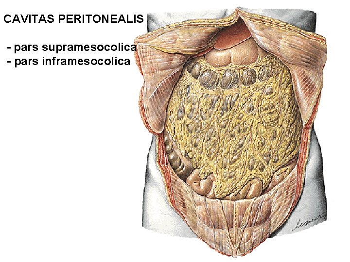 CAVITAS PERITONEALIS - pars supramesocolica - pars inframesocolica 