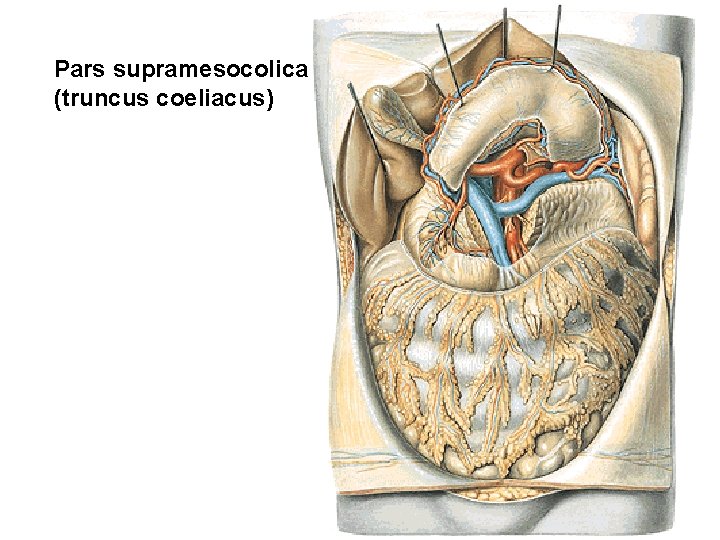 Pars supramesocolica (truncus coeliacus) 