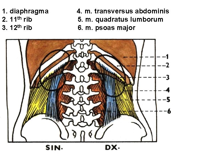 1. diaphragma 2. 11 th rib 3. 12 th rib 4. m. transversus abdominis