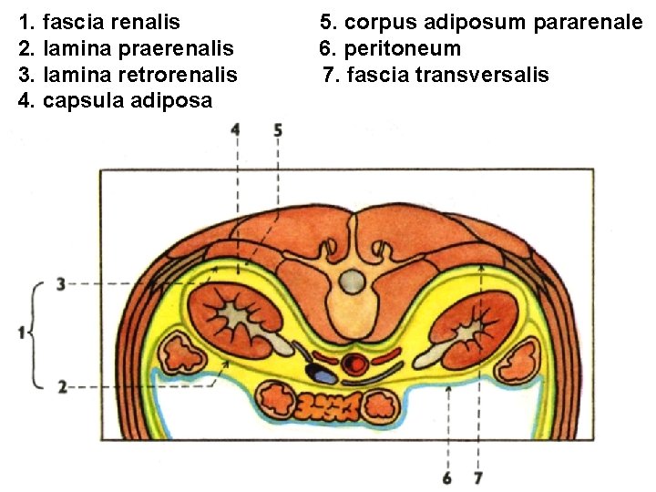 1. fascia renalis 2. lamina praerenalis 3. lamina retrorenalis 4. capsula adiposa 5. corpus