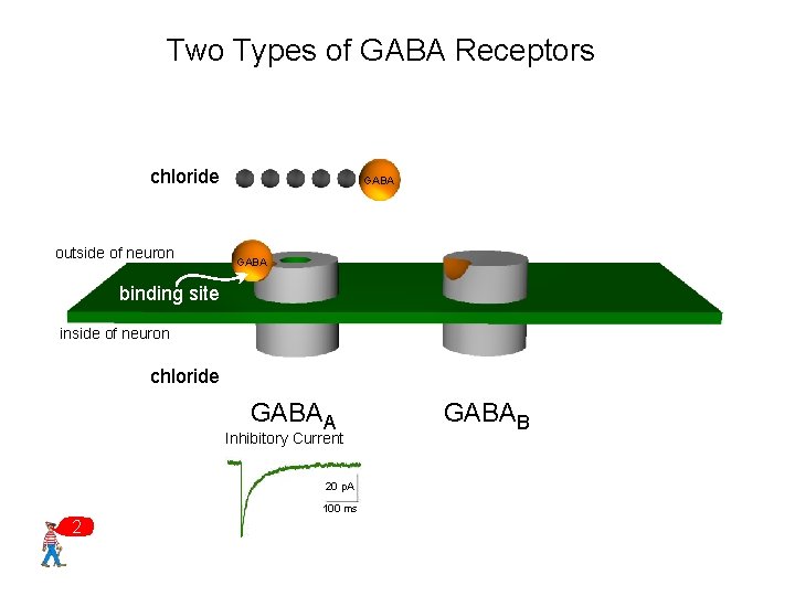 Two Types of GABA Receptors chloride outside of neuron GABA binding site inside of