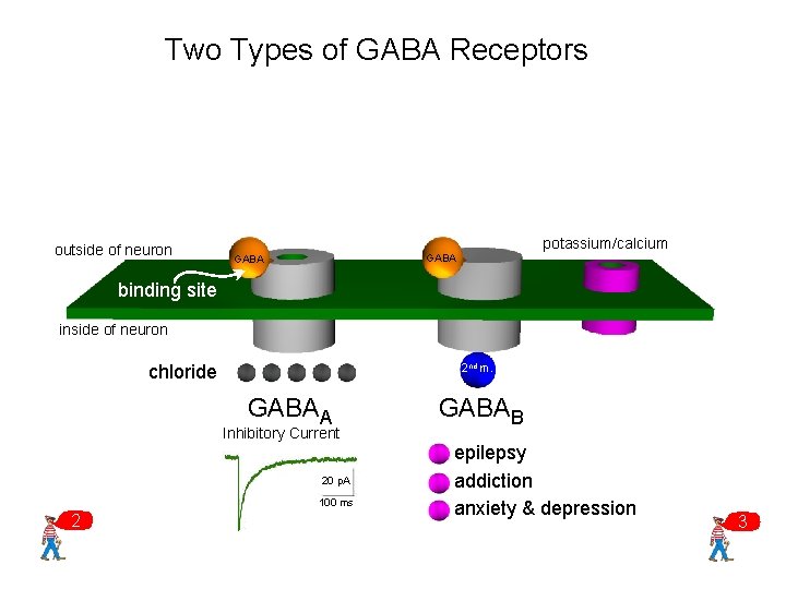 Two Types of GABA Receptors outside of neuron potassium/calcium GABA binding site inside of