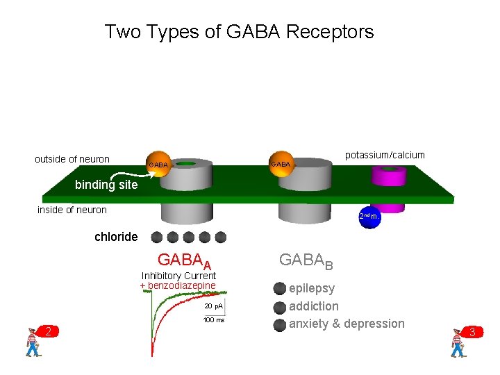 Two Types of GABA Receptors outside of neuron potassium/calcium GABA binding site inside of