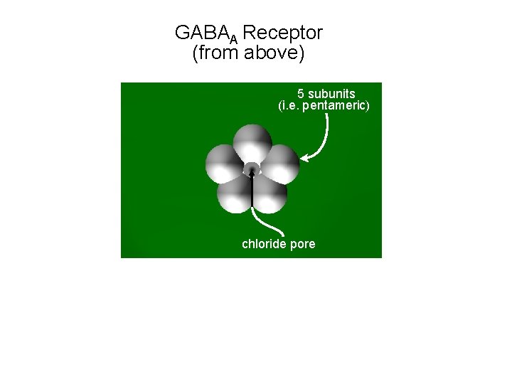 GABAA Receptor (from above) 5 subunits (i. e. pentameric) chloride pore 