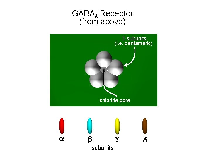 GABAA Receptor (from above) 5 subunits (i. e. pentameric) chloride pore a b subunits