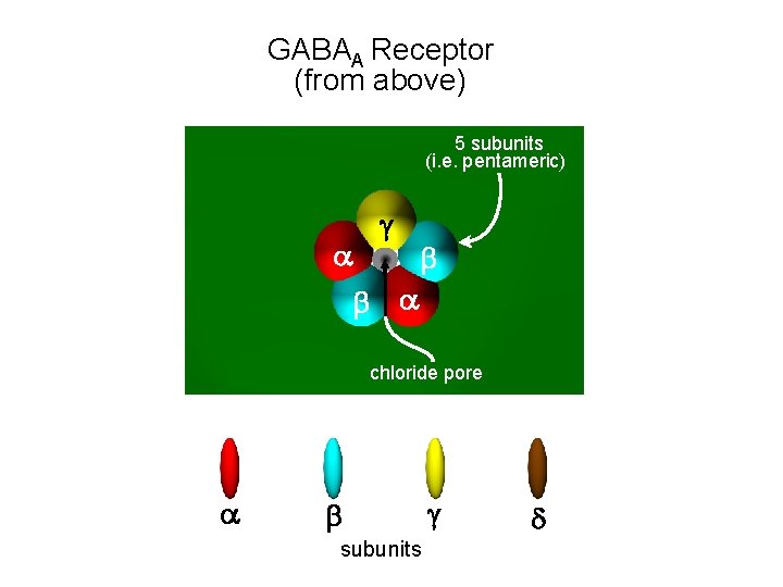 GABAA Receptor (from above) 5 subunits (i. e. pentameric) a g b b a