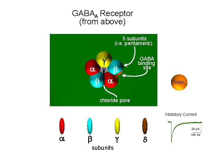 GABAA Receptor (from above) 5 subunits (i. e. pentameric) a g b GABA binding