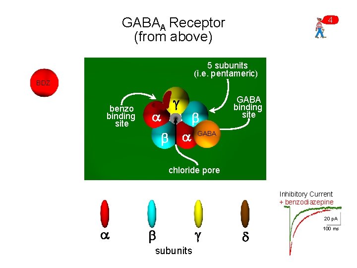 GABAA Receptor (from above) 4 5 subunits (i. e. pentameric) BDZ benzo binding site