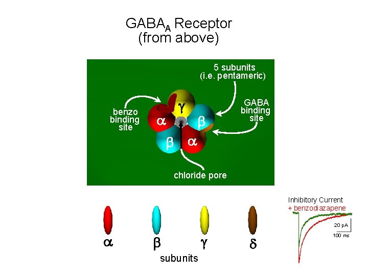 GABAA Receptor (from above) 5 subunits (i. e. pentameric) benzo binding site a g