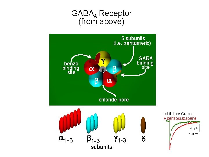 GABAA Receptor (from above) 5 subunits (i. e. pentameric) benzo binding site g a