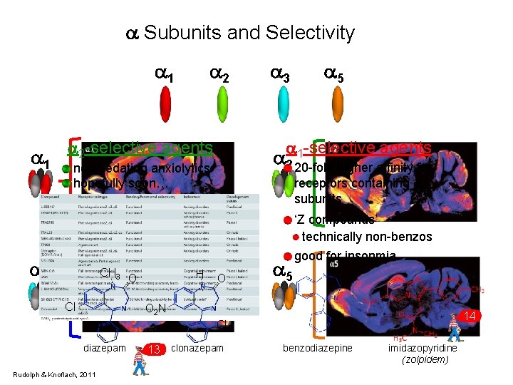 a Subunits and Selectivity a 1 a 2 -selective agents a 3 a 5