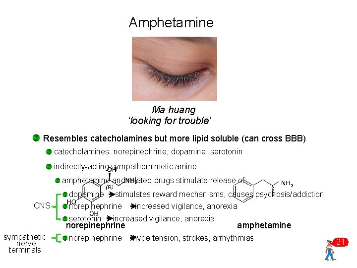 Amphetamine Ma huang ‘looking for trouble’ Resembles catecholamines but more lipid soluble (can cross