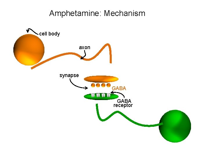 Amphetamine: Mechanism cell body axon synapse GABA receptor 