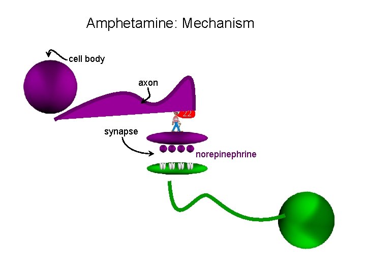 Amphetamine: Mechanism cell body axon 22 synapse norepinephrine 