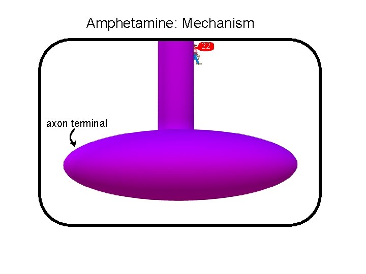 Amphetamine: Mechanism 22 axon terminal 