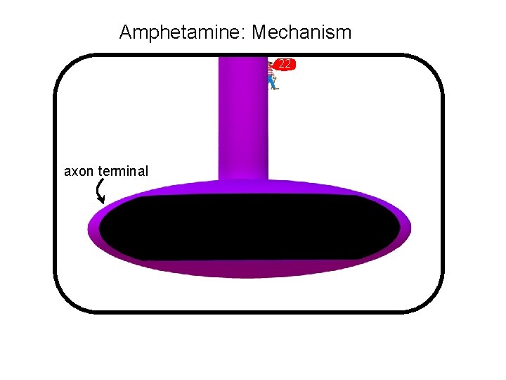 Amphetamine: Mechanism 22 axon terminal 