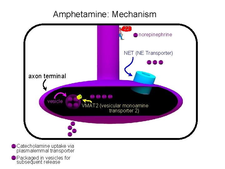 Amphetamine: Mechanism 22 norepinephrine NET (NE Transporter) axon terminal vesicle Catecholamine uptake via plasmalemmal