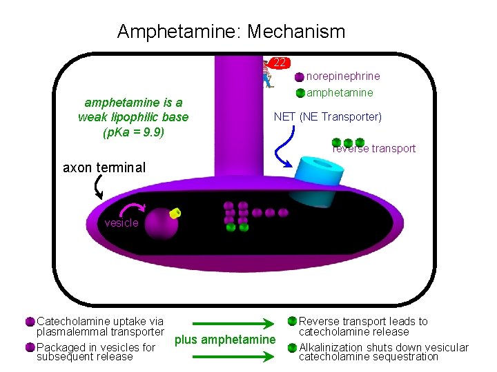 Amphetamine: Mechanism 22 amphetamine is a weak lipophilic base (p. Ka = 9. 9)